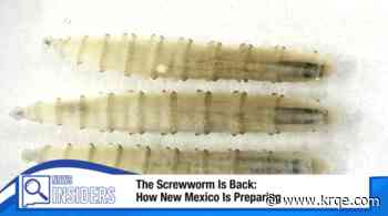 The Screwworm Is Back: How New Mexico Is Preparing
