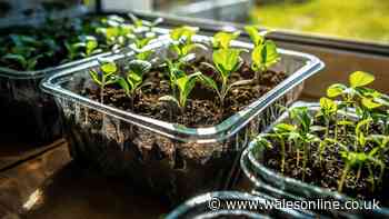 Gardeners urged to do 1 task this week ahead of forecast 41C heatwave