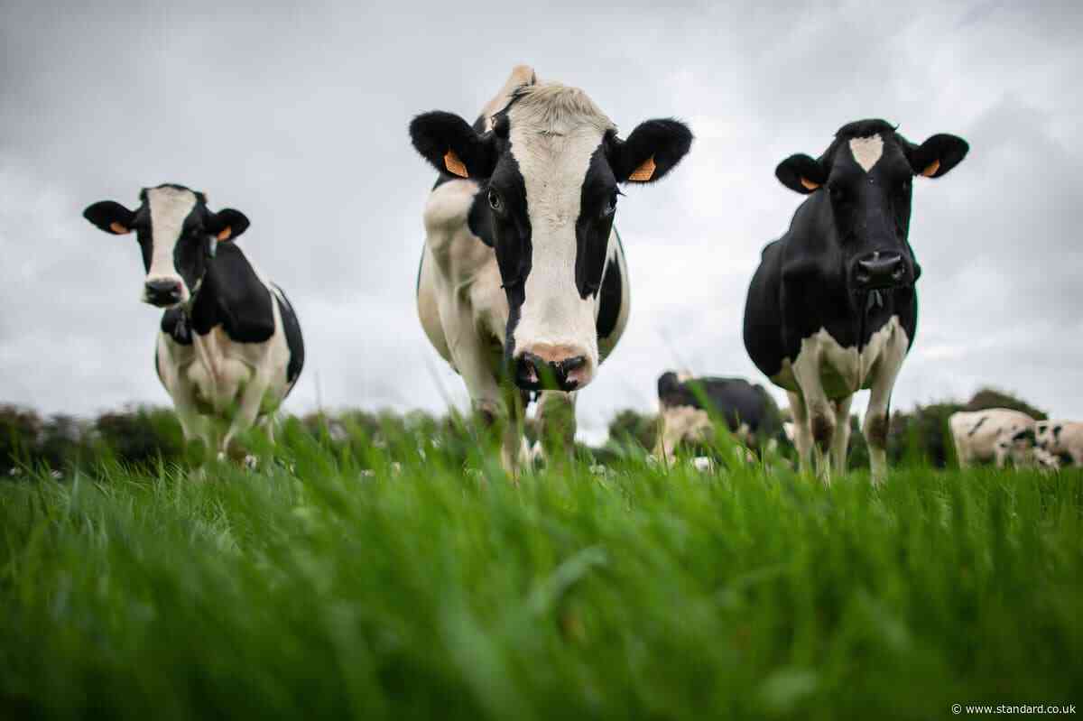Herd of cows spark major disruption after wandering onto one of the UK’s busiest rail lines