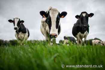 Herd of cows spark major disruption after wandering onto one of the UK’s busiest rail lines