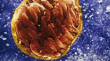 Scientists in horror eyesight warning as common pet parasite 'infecting up to third of world's population'