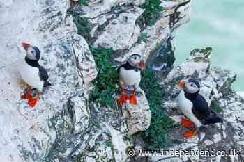 Lundy Island seabird population soars with puffins thriving after rat removal