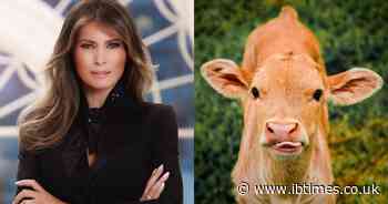 Meet 'Melania': The State Fair Cow Named After the First Lady Complete With the Matching Hair