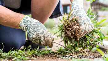 Weeds will 'burn to a crisp' with natural weed killer that's 'faster on hot days'