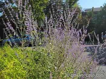 In the garden: Beating the heat with plants for hot, dry summers 