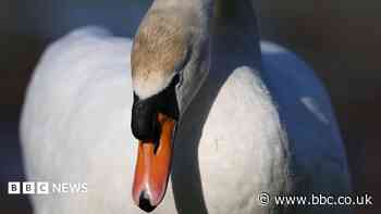 Swans 'taunted' and 'hit with sticks' at park