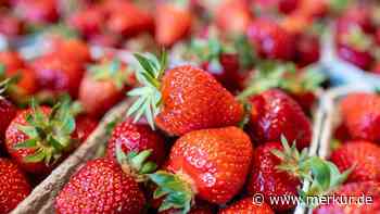 Vorteile und Risiken: Was passiert, wenn man jeden Tag Erdbeeren isst?