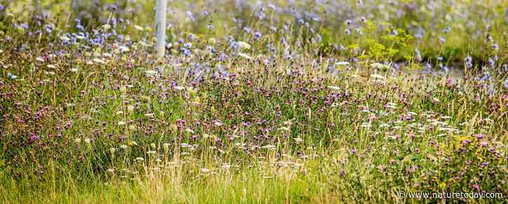 Handreiking 'Basiskwaliteit natuur in de bebouwde omgeving met de Omgevingswet' openbaar