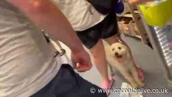 Police probe B&M row after dog allegedly left in van during 34C heat