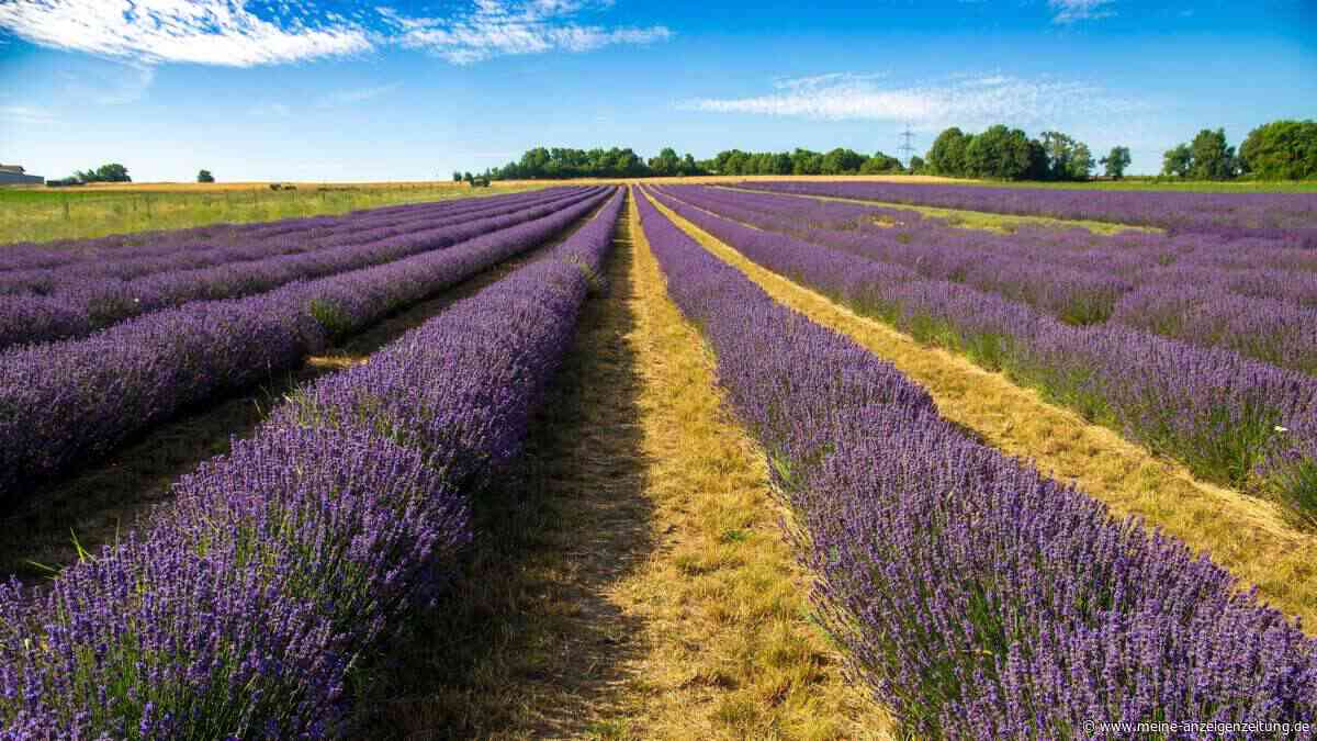 Urlaubsgefühl in Deutschland: Dieser Ort fühlt sich an wie die Provence