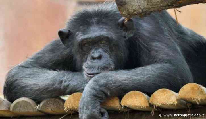 È morta Susy, la storica scimpanzé del Bioparco ha avuto un infarto: “Era una pacificatrice, capace di stemperare le tensioni”