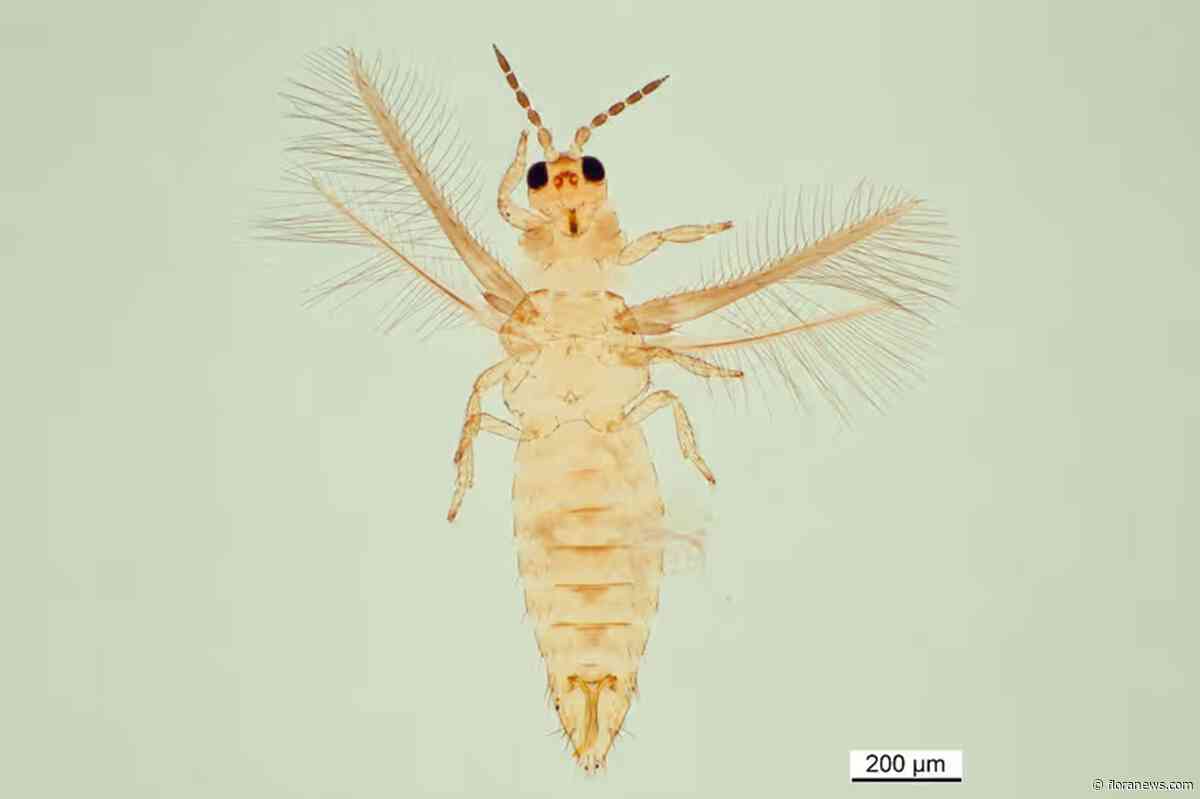 NVWA: meer vondsten van Scirtothrips in buitenteelt, oorsprong onduidelijk