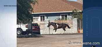 Watch: Horse dragged by truck, found dead in Las Vegas neighborhood