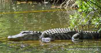 Florida Horror: Woman Killed And Child Mauled As Three Alligator Attacks In Just One Week Spark Safety Fears