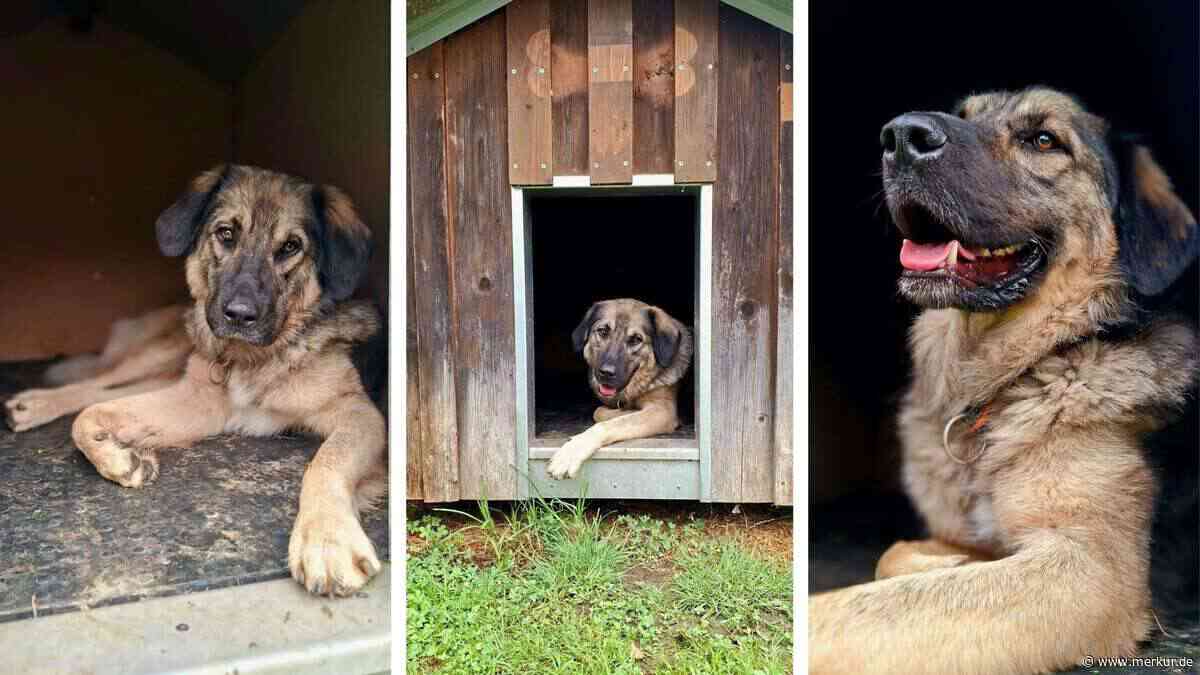 Seit letztem Jahr im Tierheim: Ängstlicher Hund Pablo sucht neues Zuhause