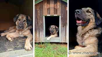 Seit letztem Jahr im Tierheim: Ängstlicher Hund Pablo sucht neues Zuhause