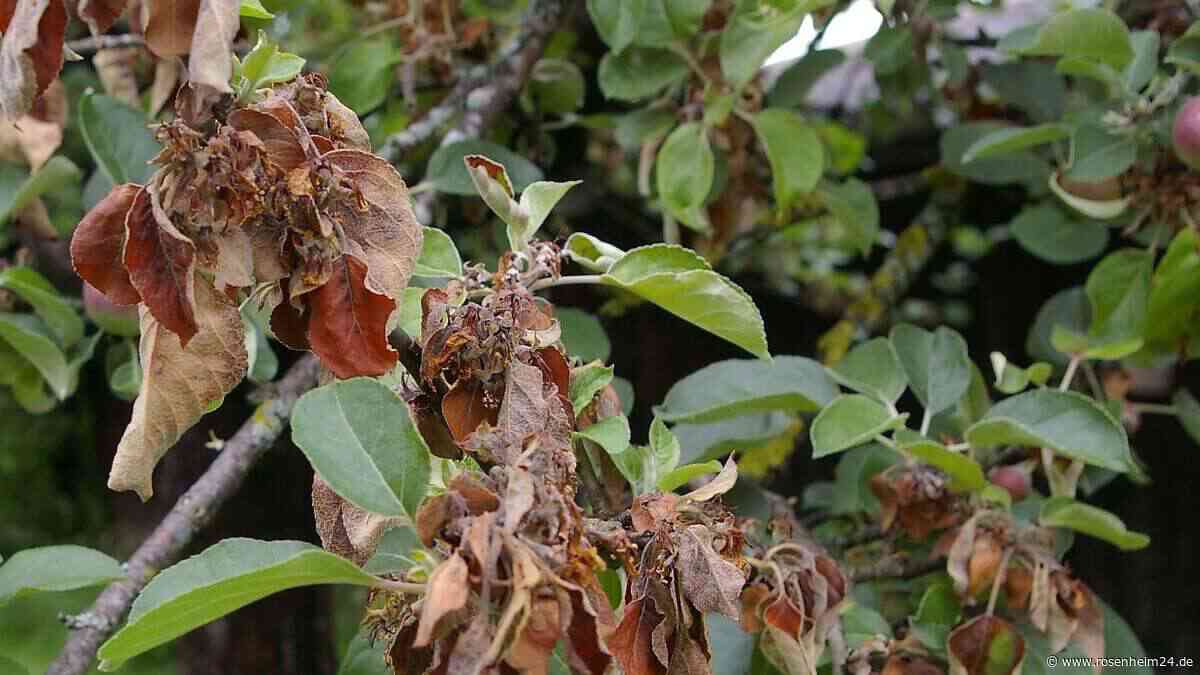 Feuerbrand im Landkreis Rosenheim nachgewiesen: Was Gartenbesitzer jetzt tun müssen