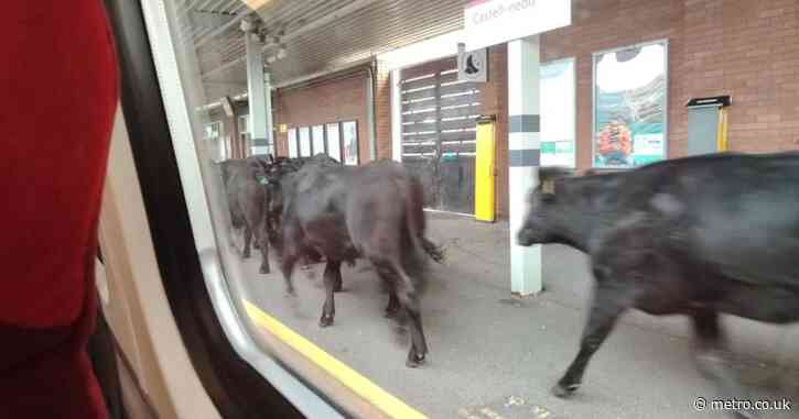 Cows on the tracks cause major delays on West Coast Main Line