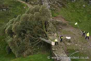 Sycamore Gap tree sapling stolen from National Trust castle