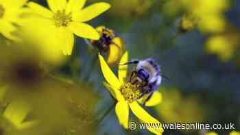 7 beautiful flowers that will bring bees and butterflies to your garden