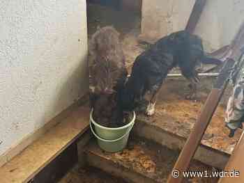 19 Hunde und Leiche in Bornheimer Haus gefunden