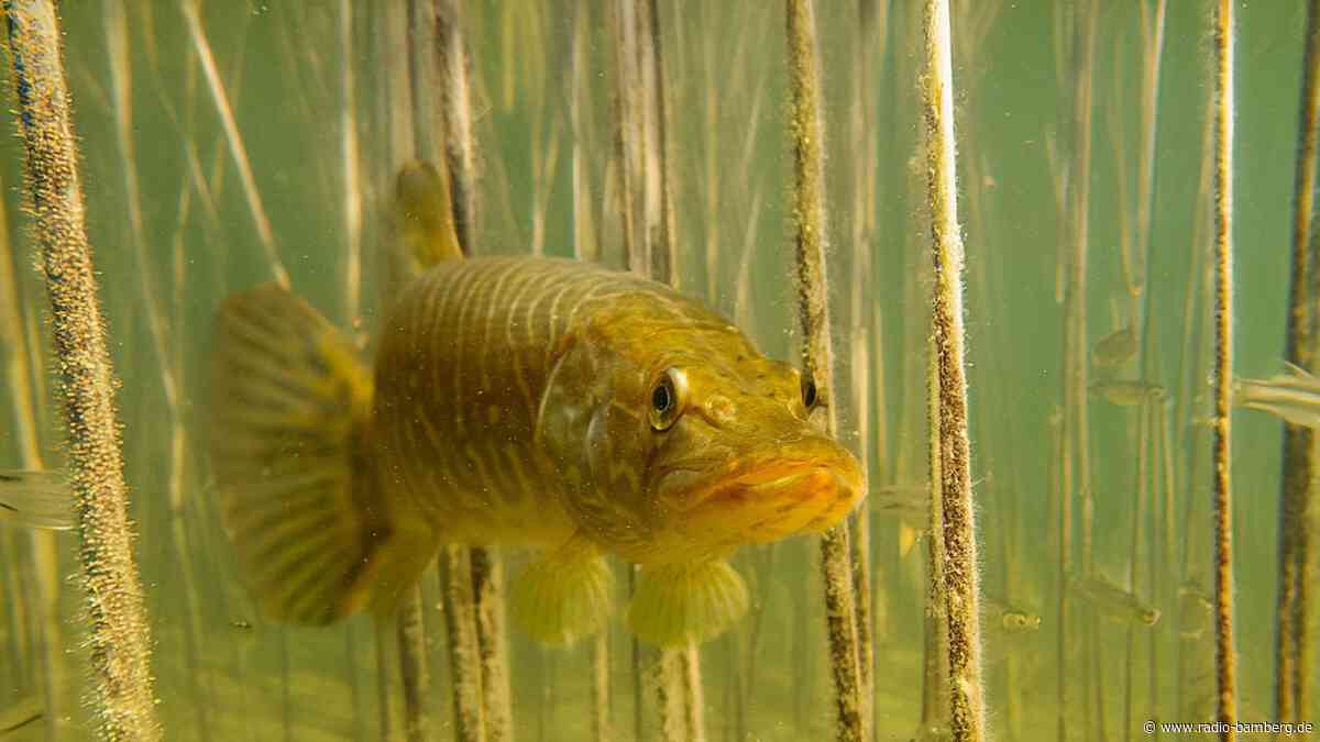 Mindestwasserstand am Obermain unterschritten