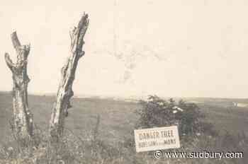 Danger tree installation in France marks 'futility of loss' for Newfoundland Regiment