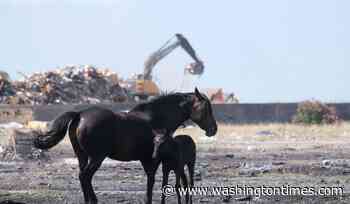 Animal welfare activists in Montenegro worry about horses in Europe's scorching heat