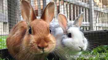 Hopping mad! Labour Welsh Assembly member says people should be forced to go on training courses before they can own a rabbit
