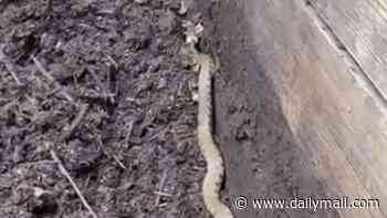 Monty Don shares video of a HUGE grass snake - as a warning about what could be lurking in your bag of garden compost