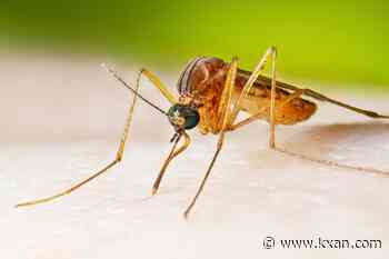 First West Nile virus mosquito pool tests positive in Travis County