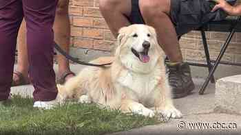 How to keep your pets cool during summer heatwaves