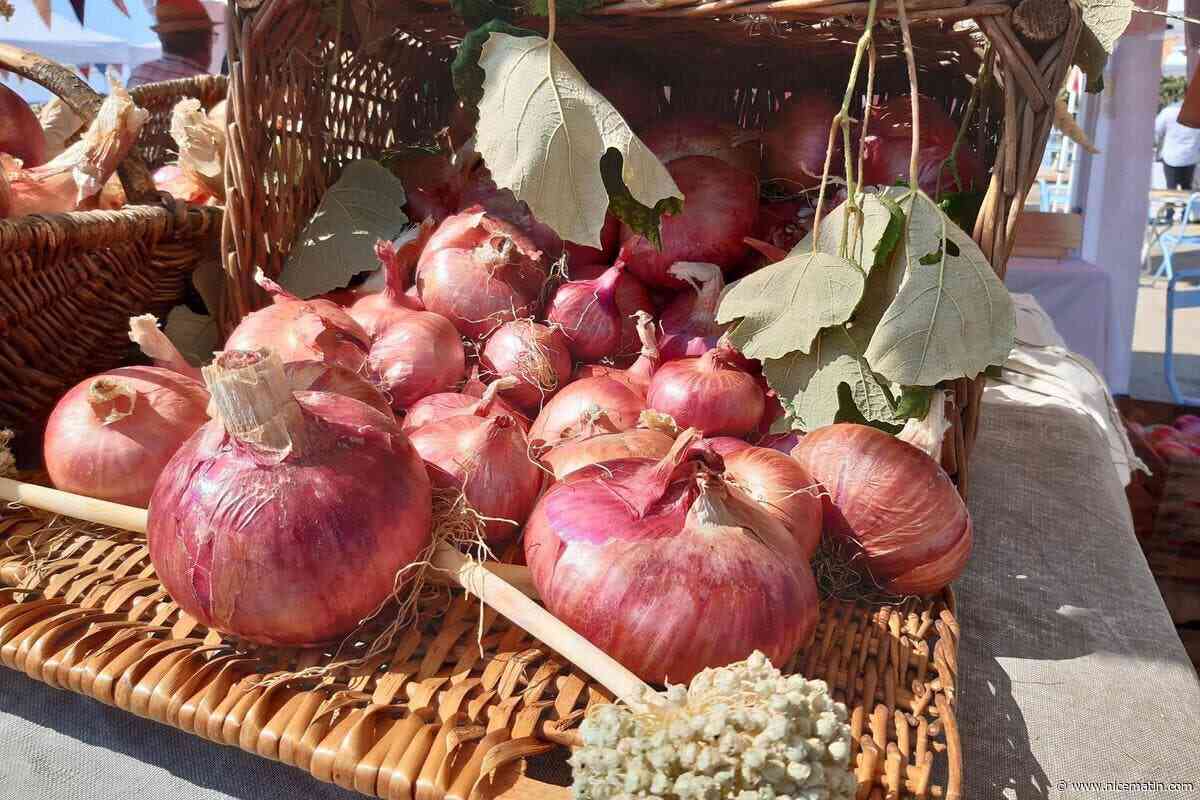 Dans cette commune près de Menton, la Fête de l’oignon rose passe en nocturne mais célèbre toujours les semences paysannes et la souveraineté alimentaire