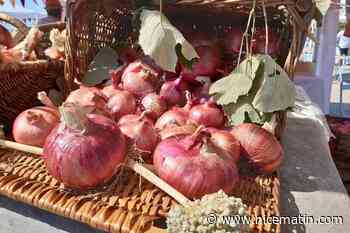Dans cette commune près de Menton, la Fête de l’oignon rose passe en nocturne mais célèbre toujours les semences paysannes et la souveraineté alimentaire