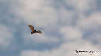 2 years ago a boy died of rabies from a bat. Doctors are reminding the public to be aware