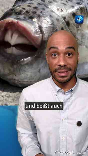 Griechenland setzt Kopfgeld auf giftigen Kugelfisch aus  #tagesschau #nachrichten #fisch