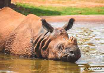 OKC Zoo highlights Rhino conservation by hitting the lanes bowling July 24
