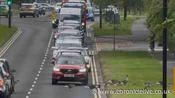 Council responds to safety concerns about geese gathering on busy Tyneside road