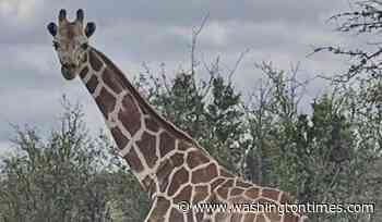 Missing giraffe found safe in Texas