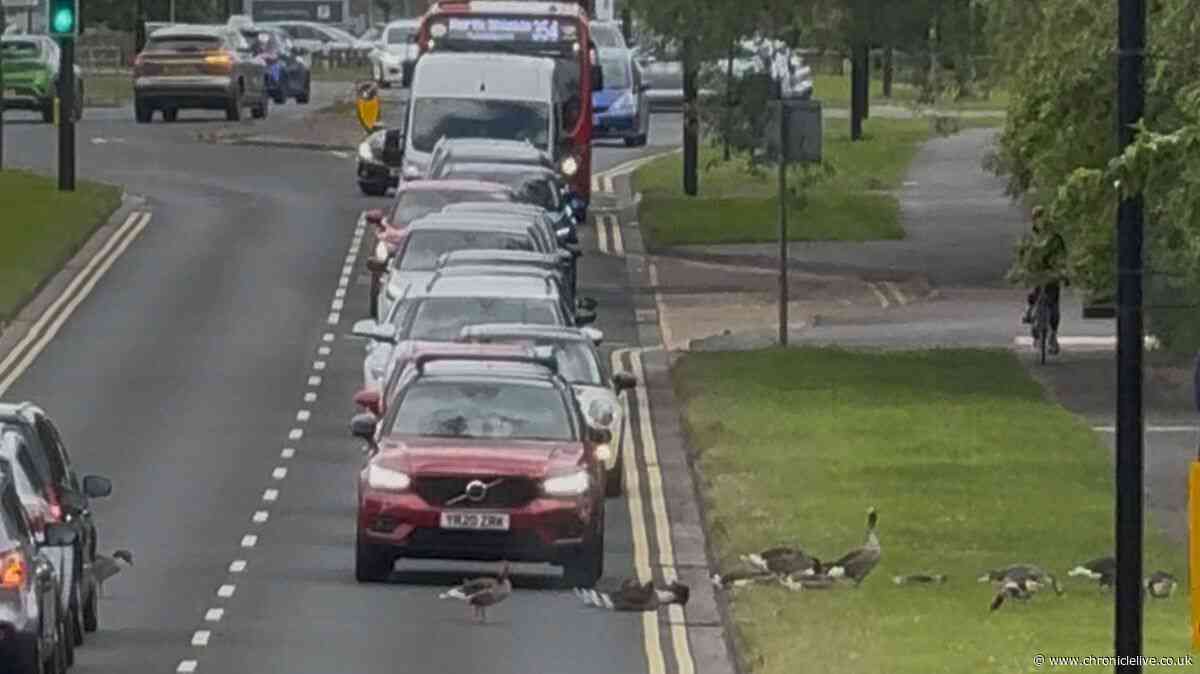 Council responds to safety concerns about geese gathering on busy Tyneside road