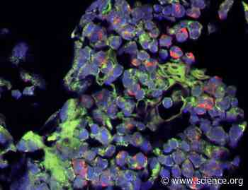 Allosteric ligands with distinct properties uncover tissue-specific physiological regulation mediated by free fatty acid receptor 2 | Science Signaling