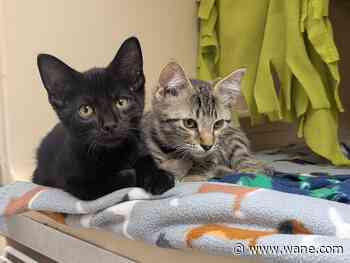 Fort Wayne Animal Care and Control holds cat adoption sale as shelter nears capacity
