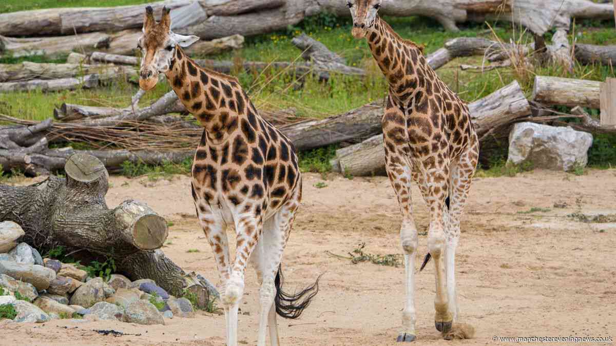 Chester Zoo looking to fill 'exciting role' that pays up to £34,000