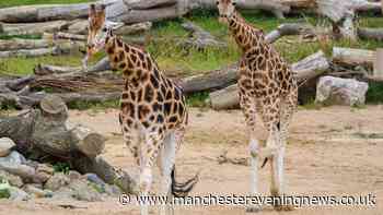 Chester Zoo looking to fill 'exciting role' that pays up to £34,000