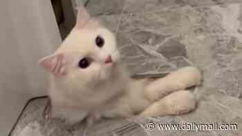 Gorgeous white cat called Fluffy is accidentally installed as part of BATHROOM at owners' stunning $2.9m mansion