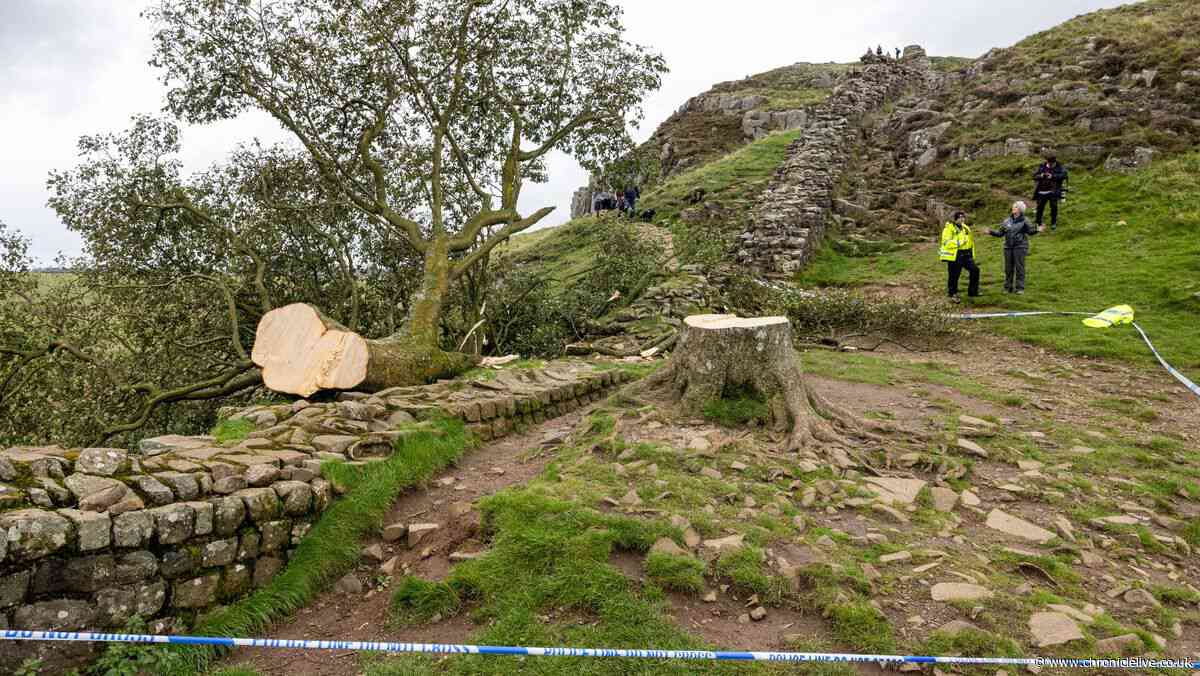 National Trust site 'shocked and saddened' as Sycamore Gap sapling stolen