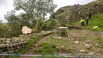 National Trust site 'shocked and saddened' as Sycamore Gap sapling stolen