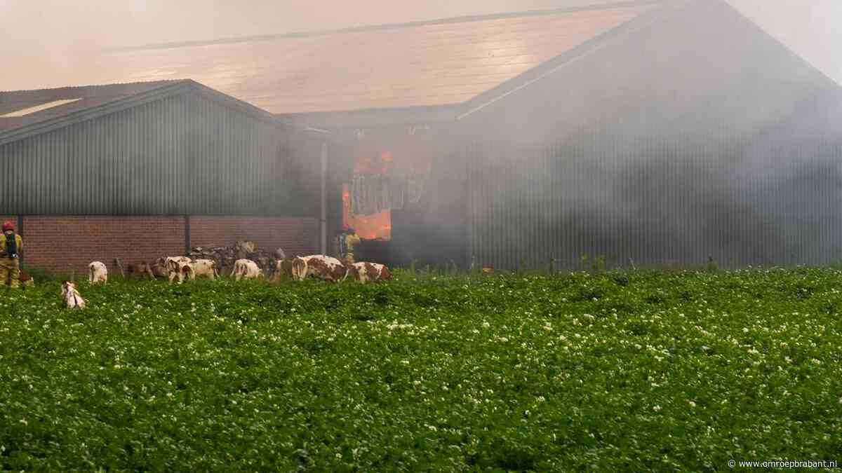 Koeien met brandwonden en veel schade door stalbrand Mariahout