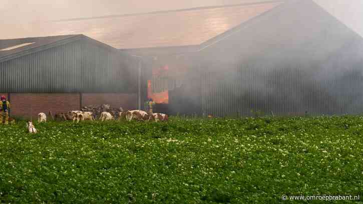 Koeien met brandwonden en veel schade door stalbrand Mariahout