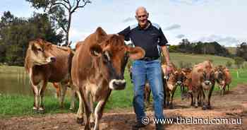 The doctor and his cows: top Sydney immunologist has a dual life in dairy